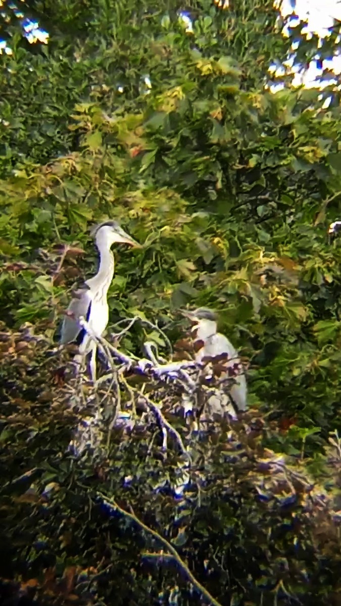 Gray Heron - ML622572106