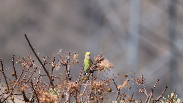 Toui à tête jaune - ML622572126