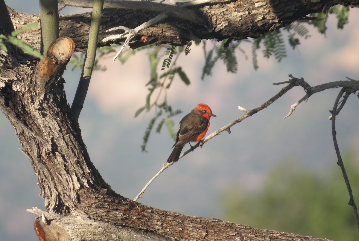 Vermilion Flycatcher - ML622572131