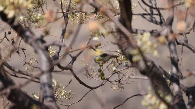 Toui à tête jaune - ML622572153