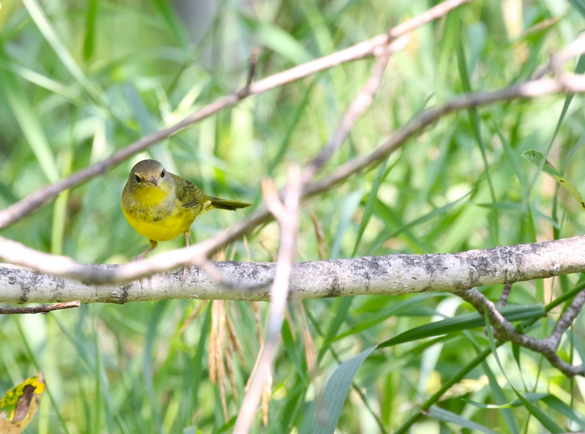 Mourning Warbler - ML622572166