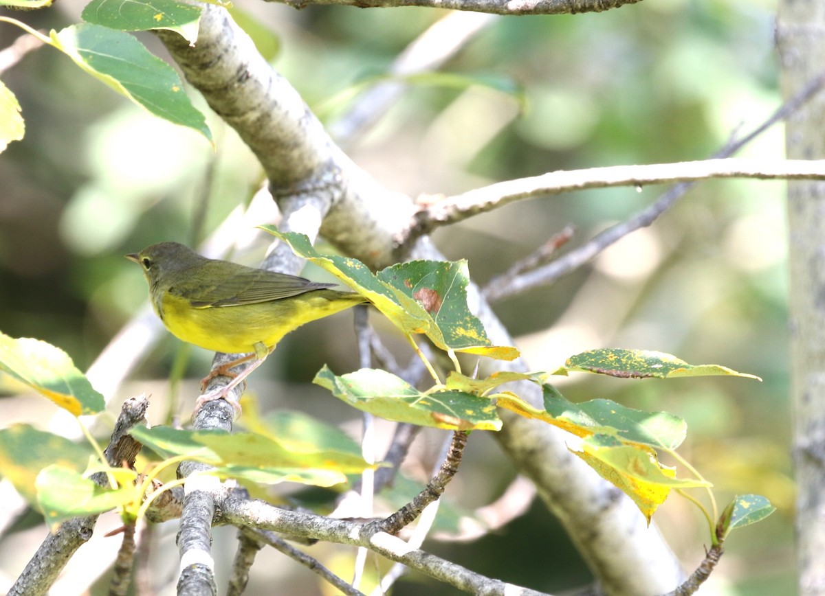 Mourning Warbler - ML622572167
