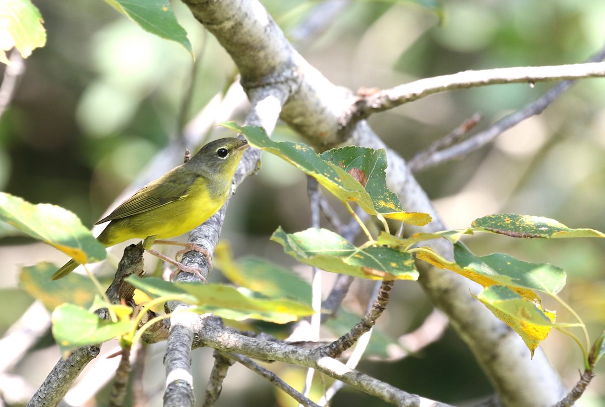 Mourning Warbler - ML622572168