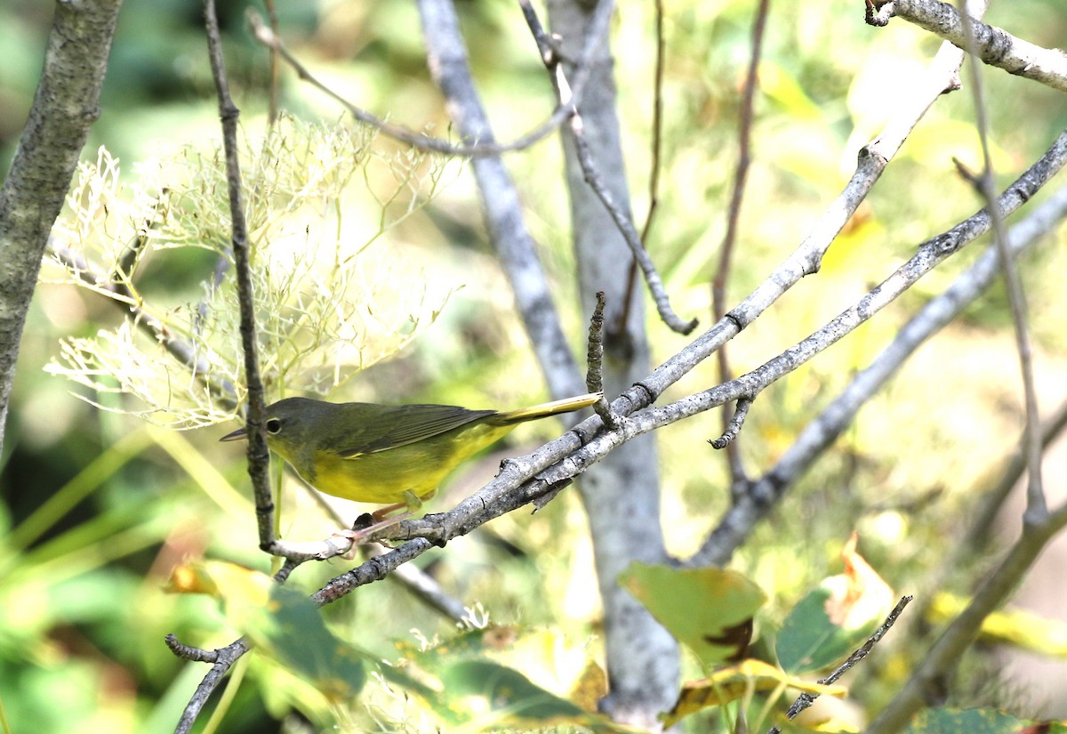 Mourning Warbler - ML622572169