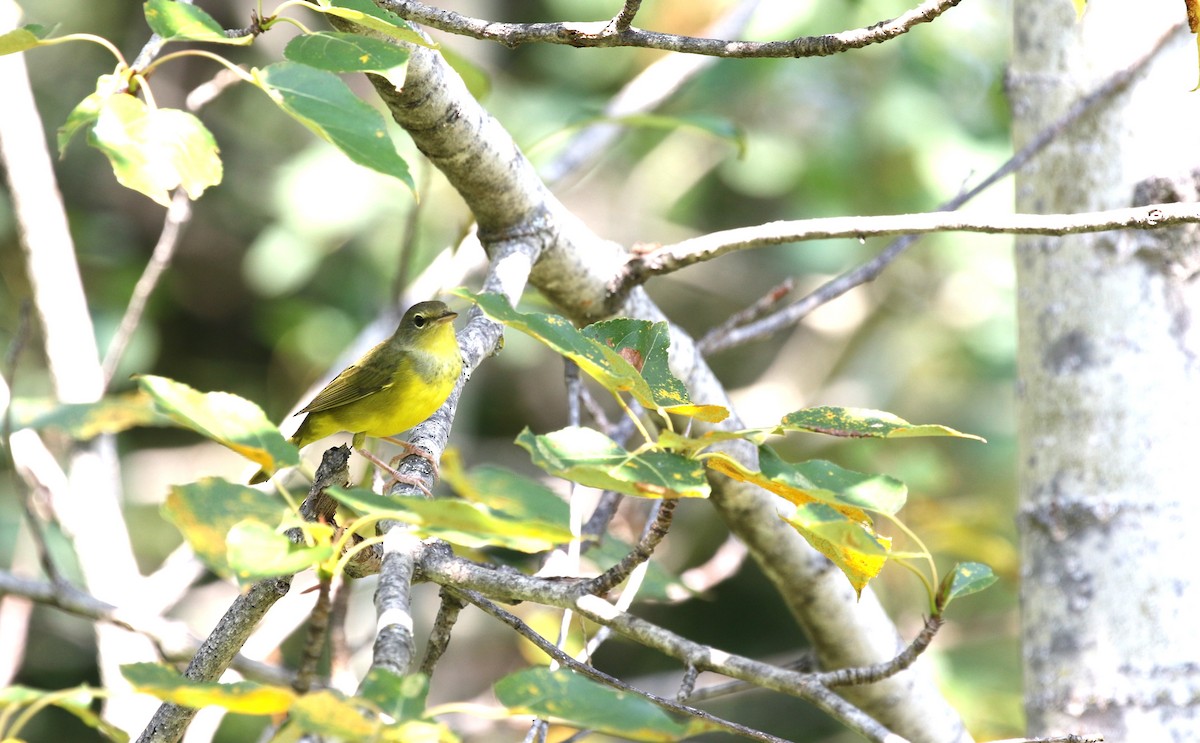 Mourning Warbler - ML622572170