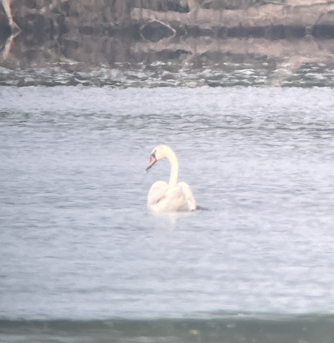 Mute Swan - ML622572192