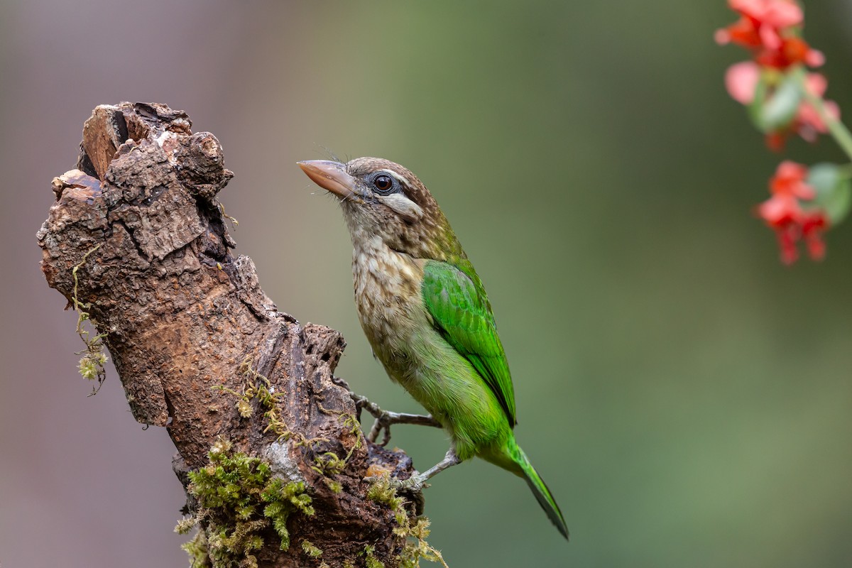 White-cheeked Barbet - ML622572193