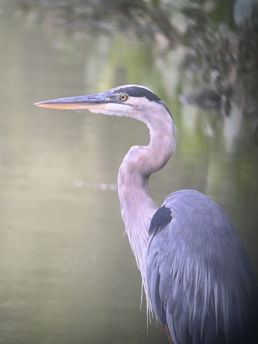 Great Blue Heron (Great Blue) - ML622572221