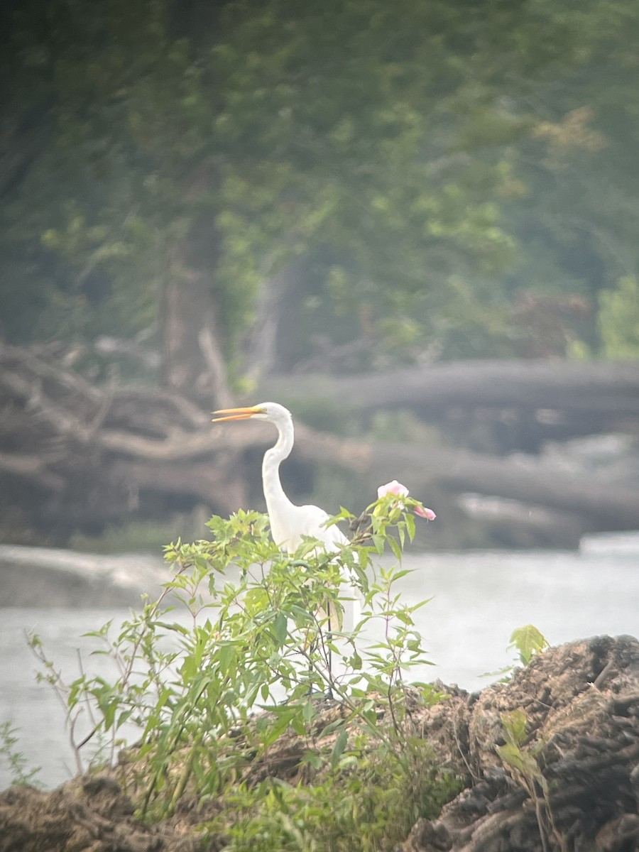 Great Egret - ML622572234