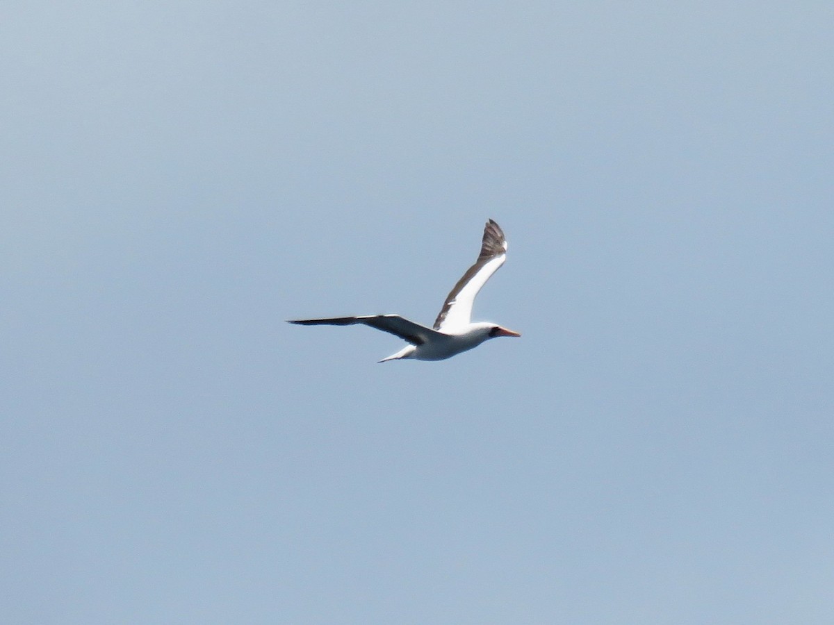 Nazca Booby - ML622572239