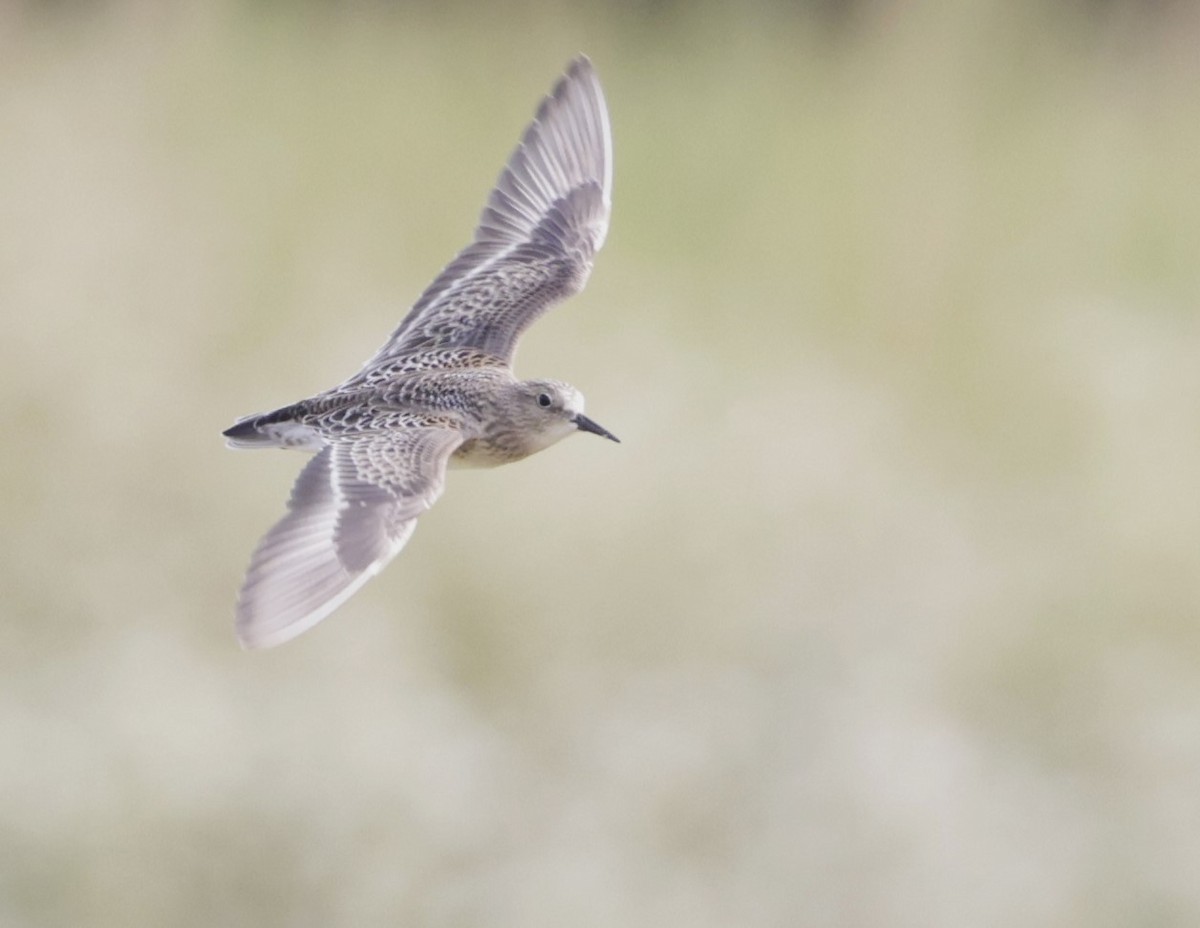 Baird's Sandpiper - Jonathan  Pierce