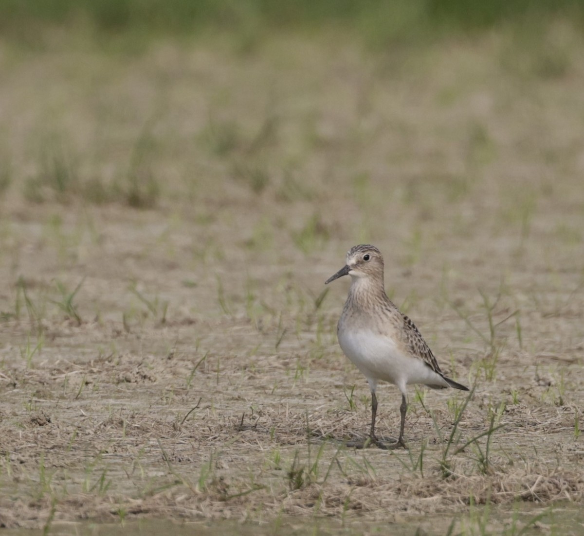 Baird's Sandpiper - Jonathan  Pierce