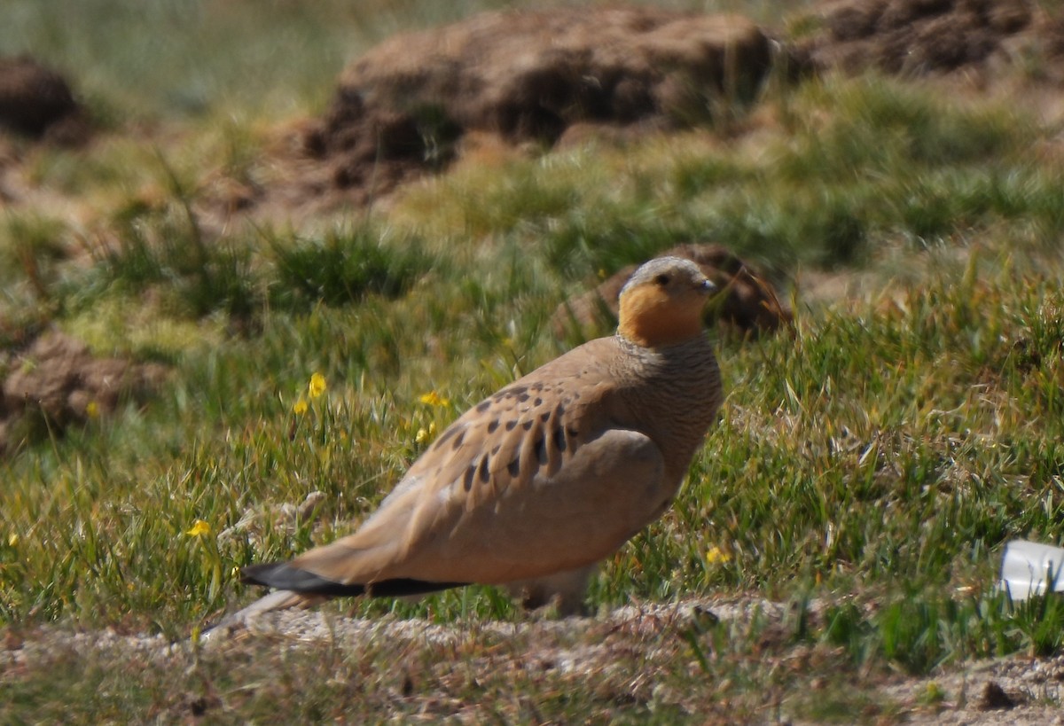 Tibetan Sandgrouse - ML622572297