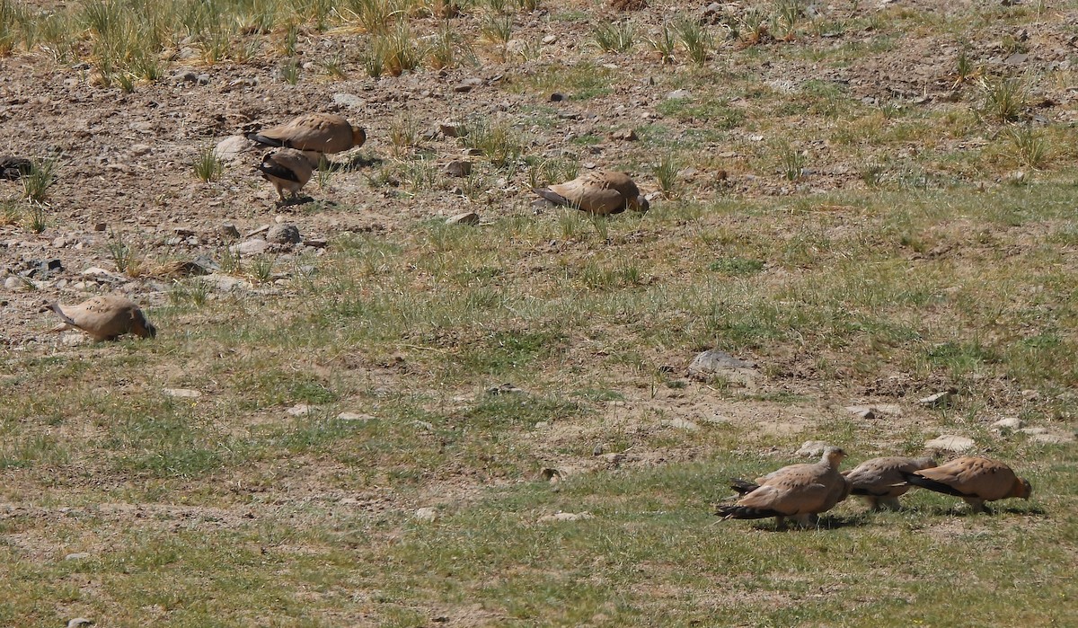 Tibetan Sandgrouse - Muralidharan S