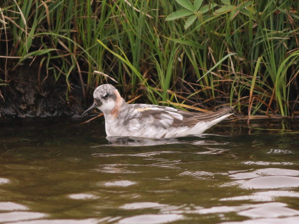 Red-necked Phalarope - ML622572433