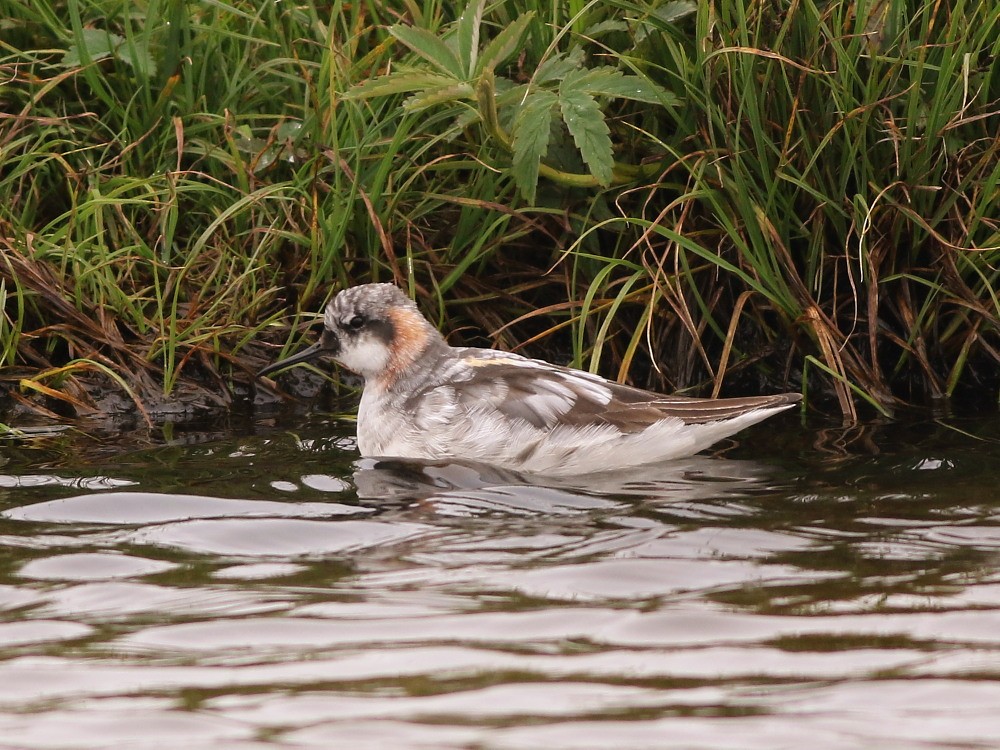 Red-necked Phalarope - ML622572434