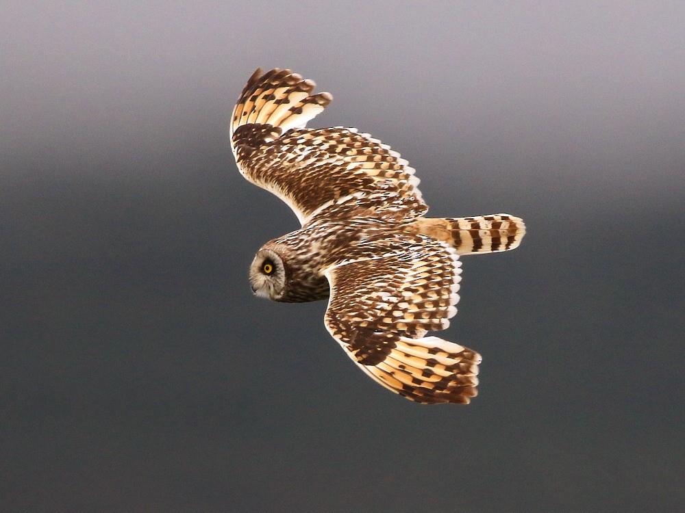 Short-eared Owl (Northern) - ML622572520