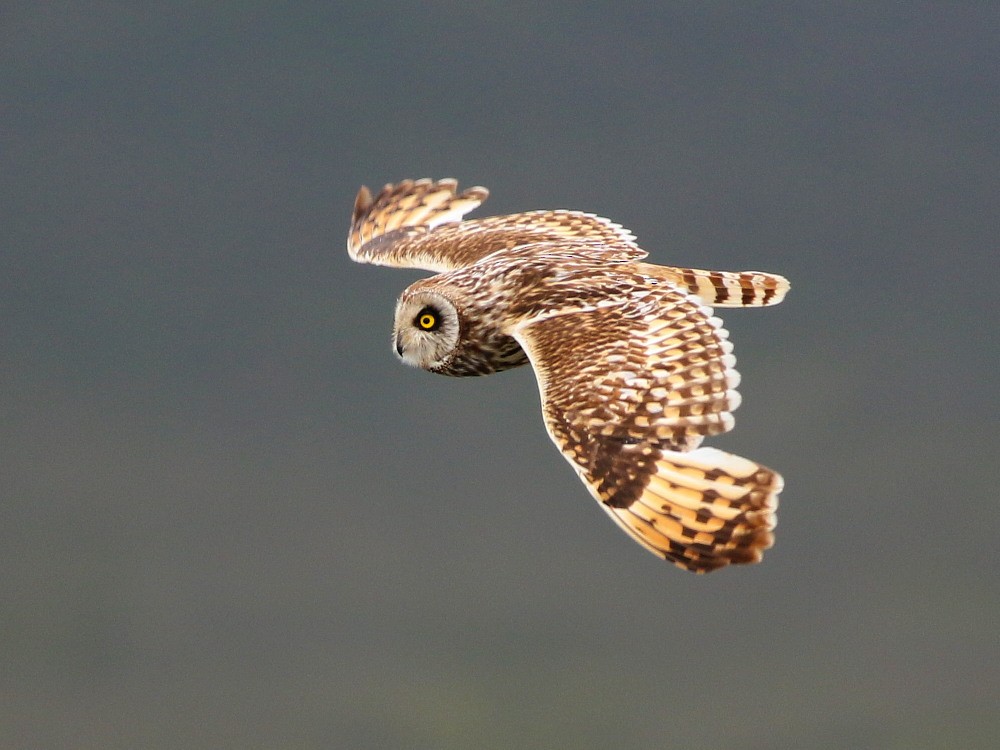 Short-eared Owl (Northern) - ML622572521