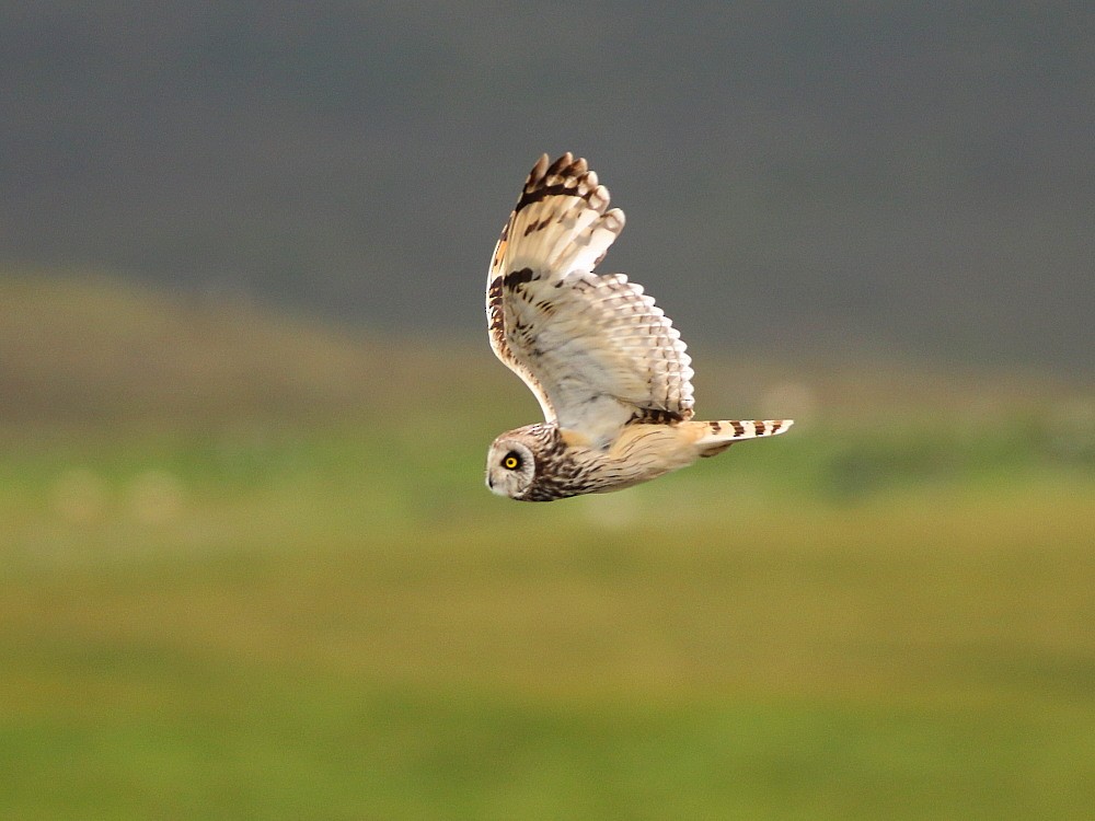 Short-eared Owl (Northern) - ML622572522