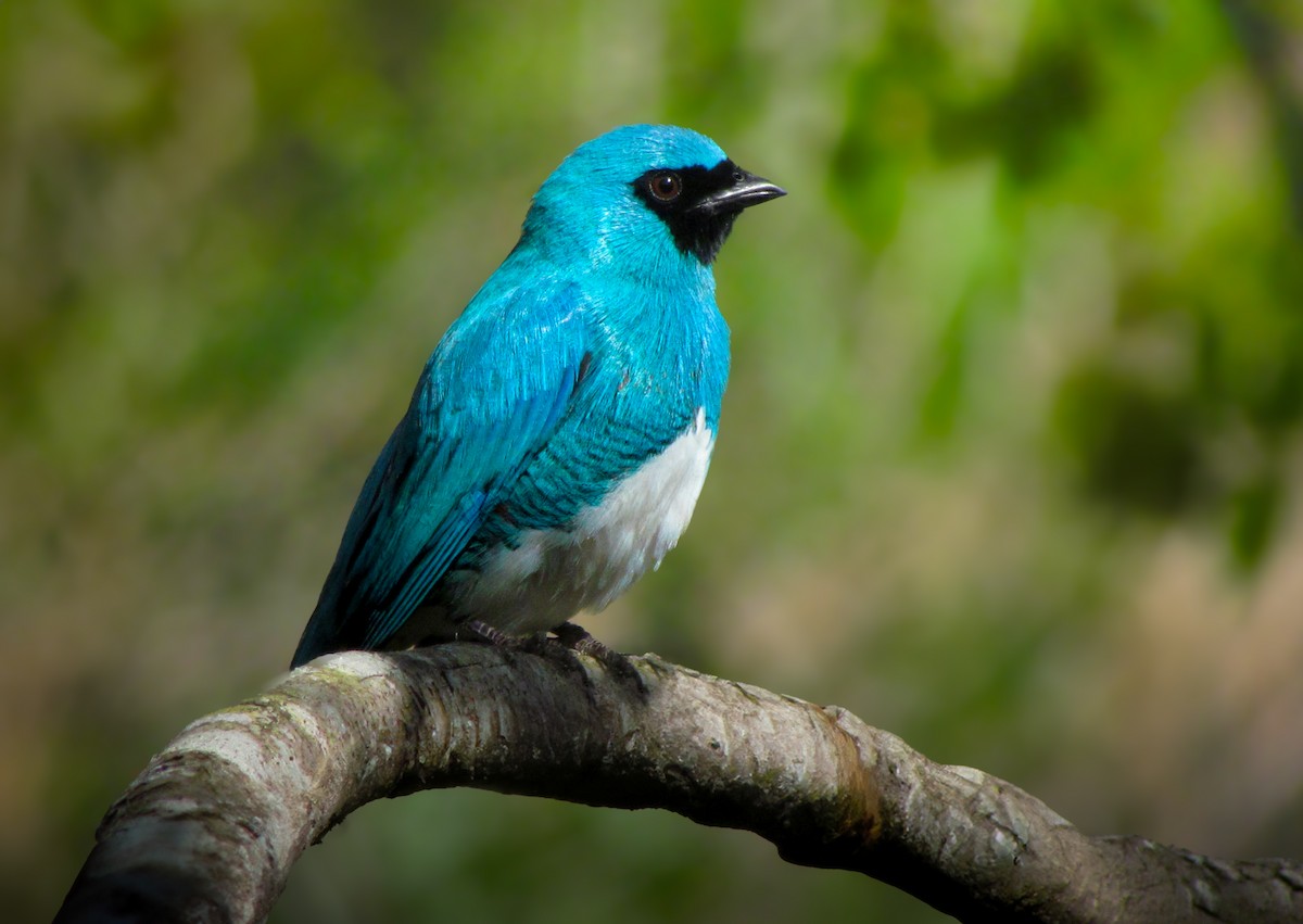 Swallow Tanager - ML622572543