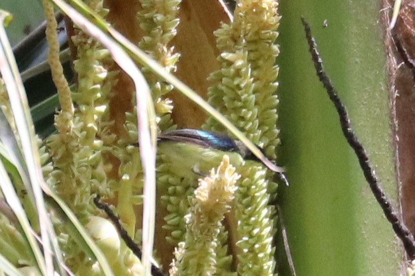 Metallic-winged Sunbird (Bohol) - ML622572599