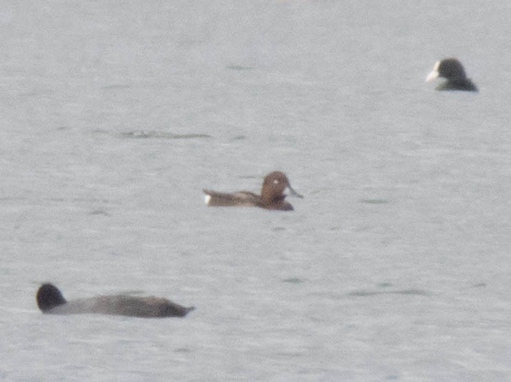 Ferruginous Duck - Hugo Schlenker