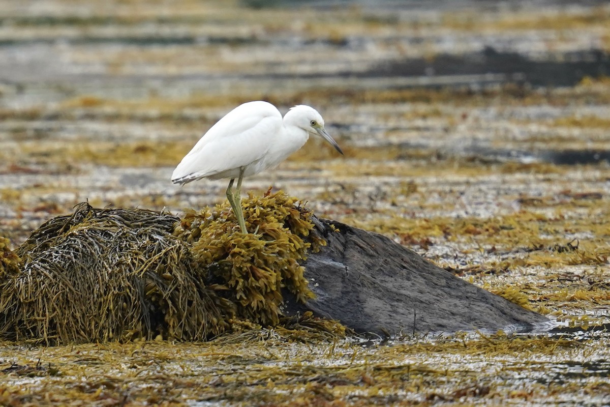 Little Blue Heron - ML622572698