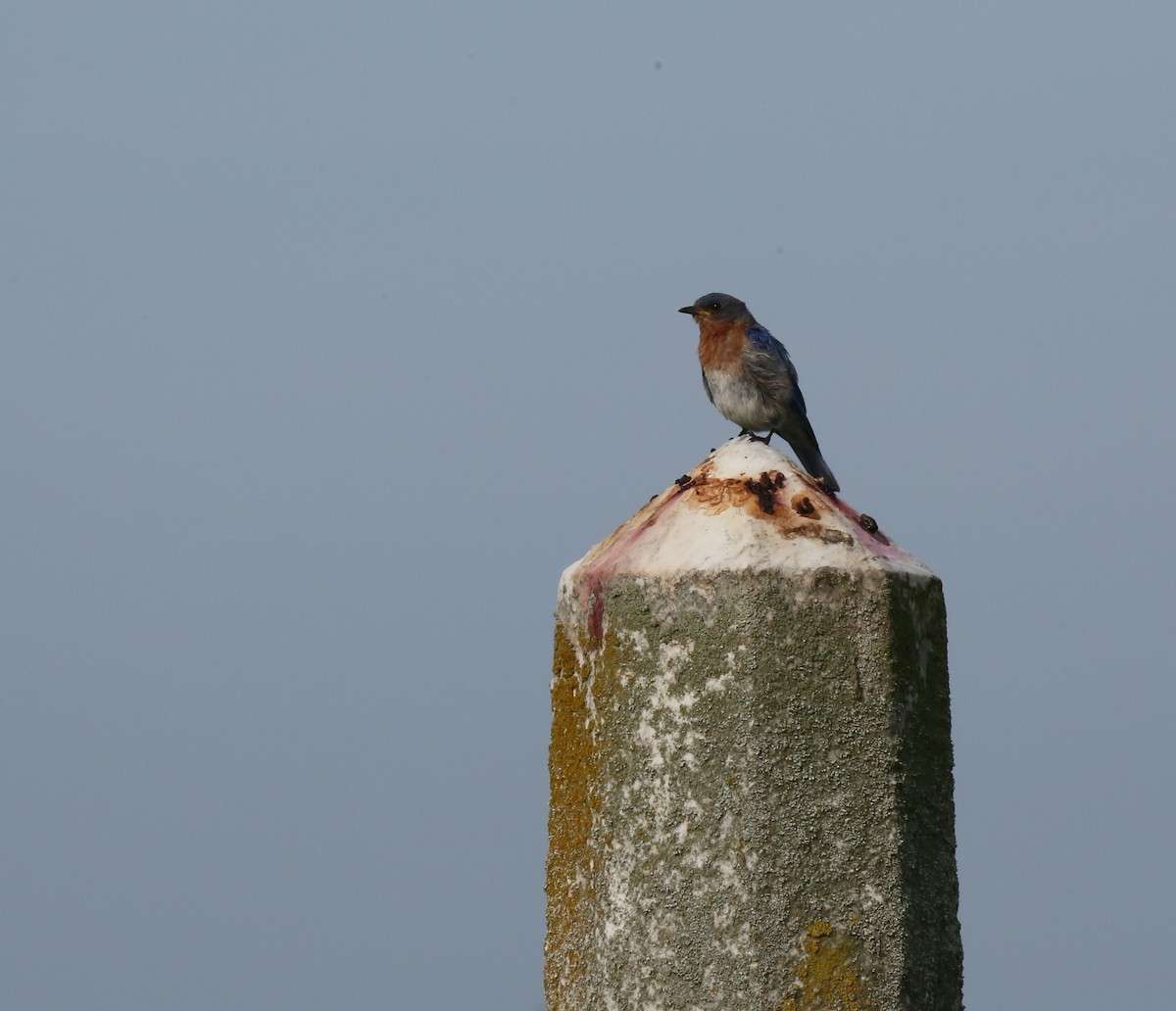 Eastern Bluebird - ML622572700