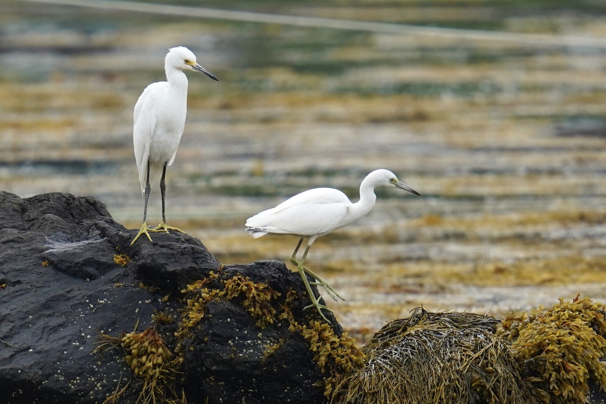 Little Blue Heron - ML622572707