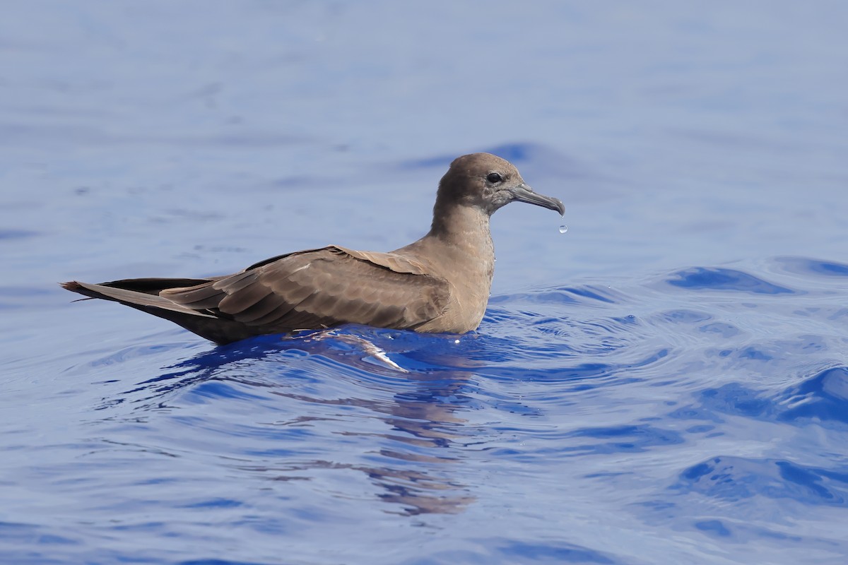 Wedge-tailed Shearwater - Jeran Lin