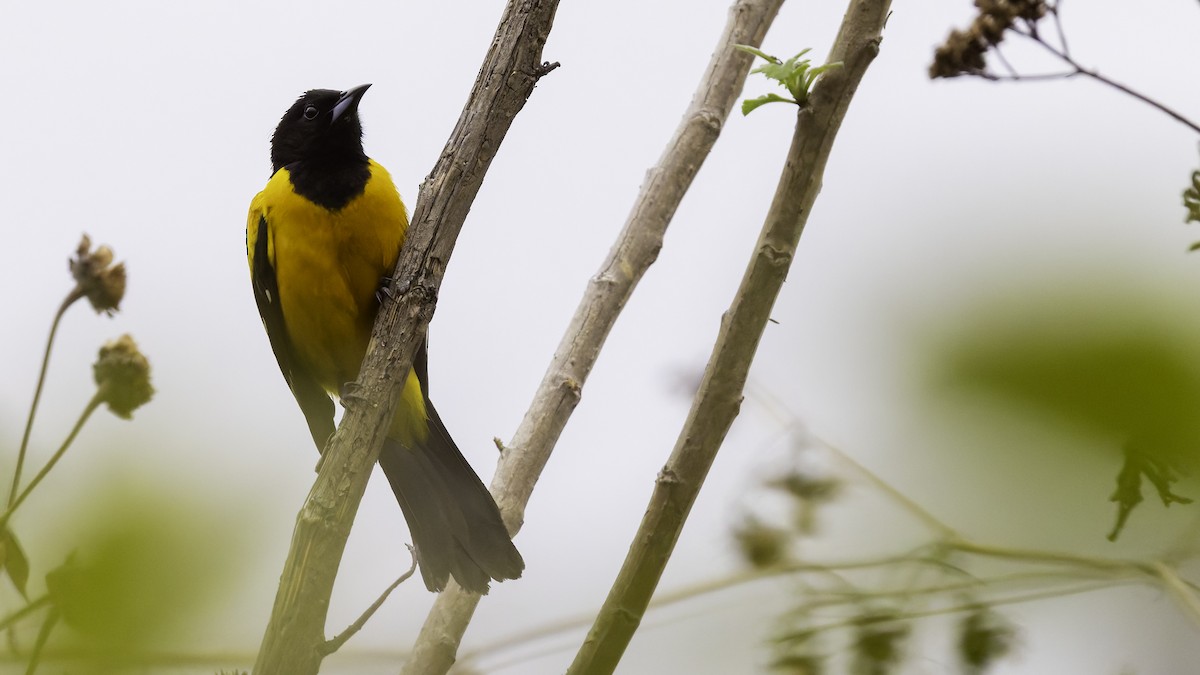 Bar-winged Oriole - ML622572750