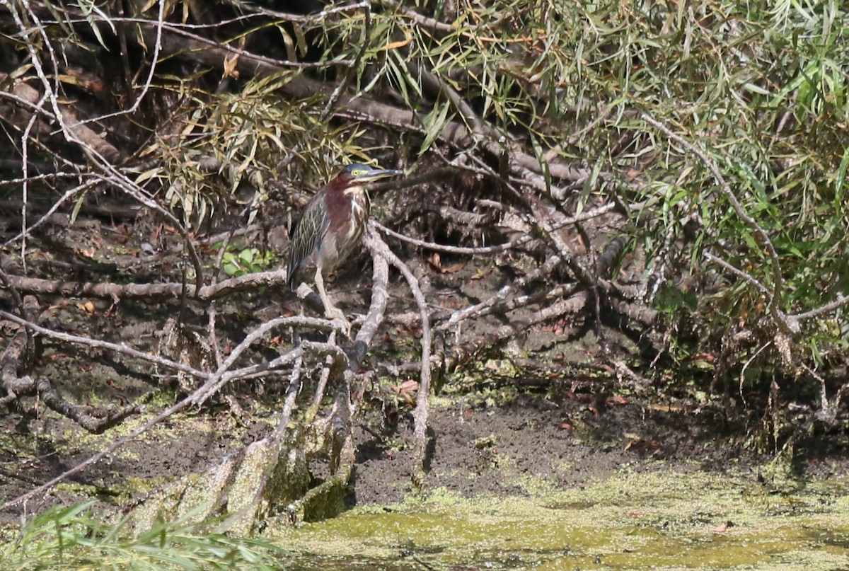 Green Heron - ML622572757