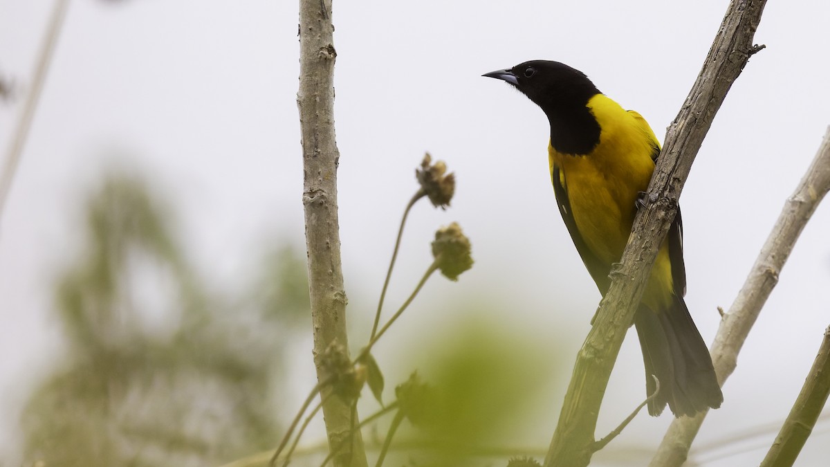 Bar-winged Oriole - ML622572758