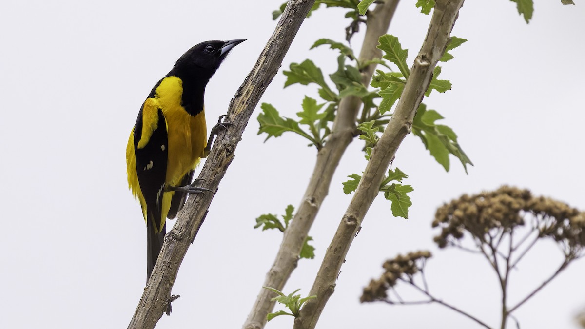 Bar-winged Oriole - Robert Tizard