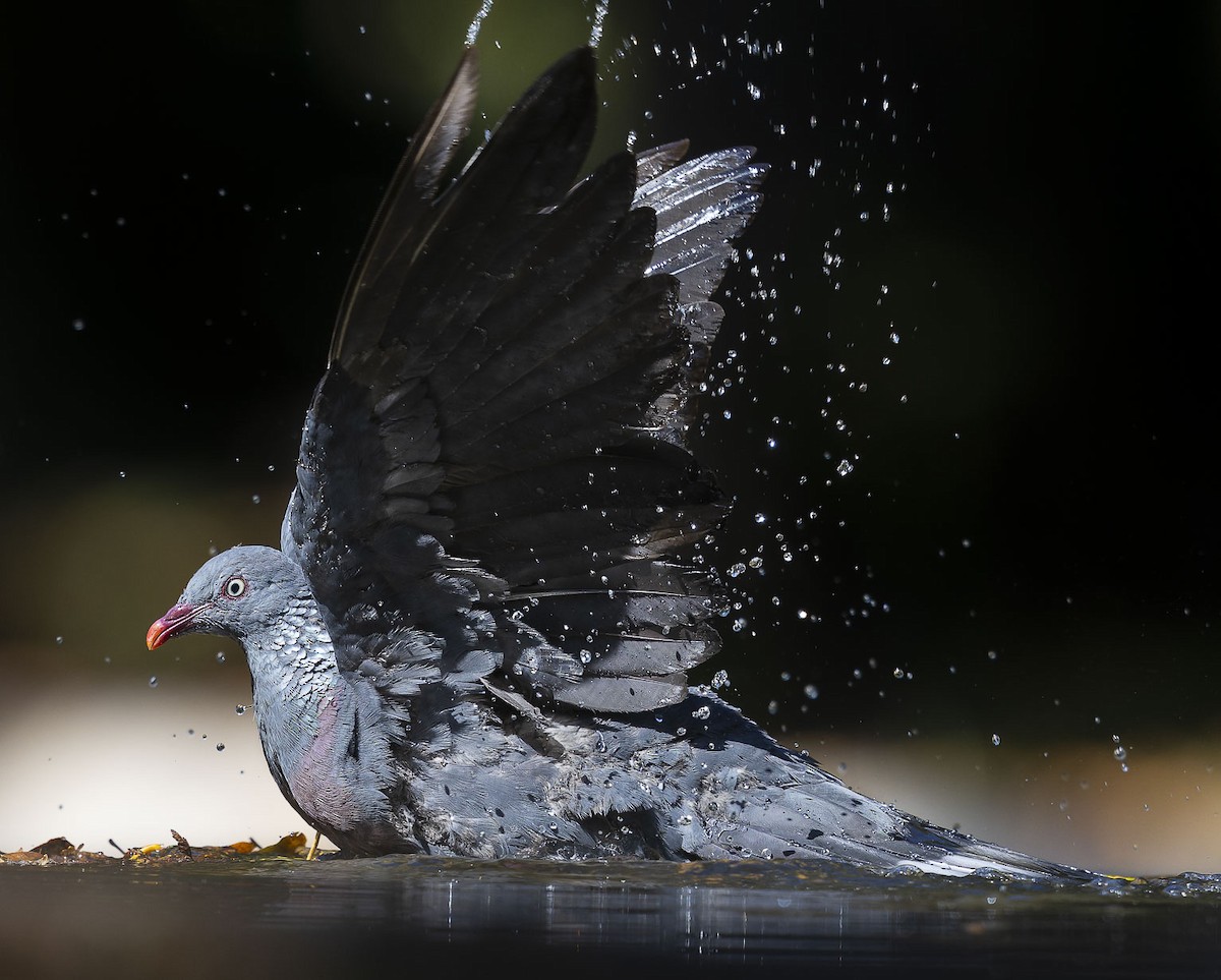 Trocaz Pigeon - ML622572770