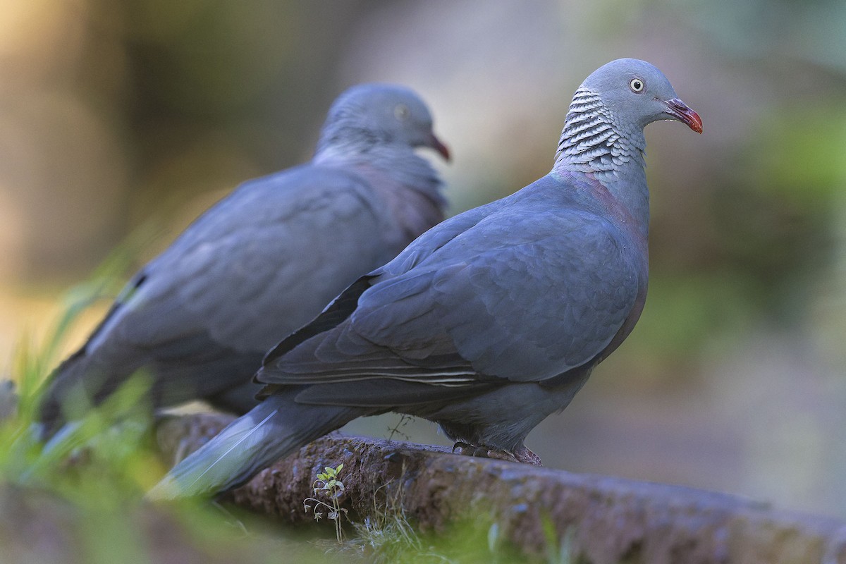 Trocaz Pigeon - ML622572771