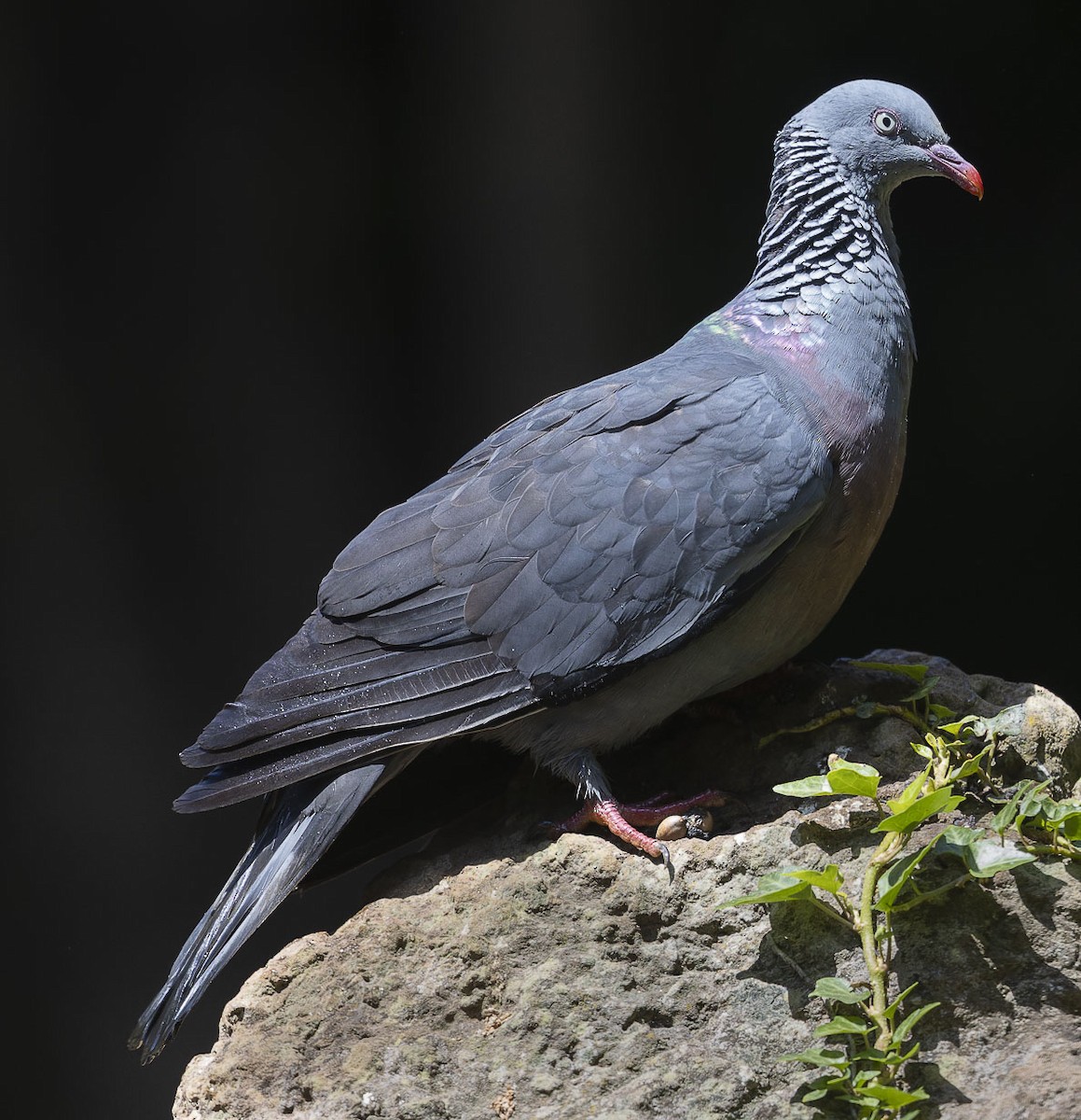 Trocaz Pigeon - ML622572773