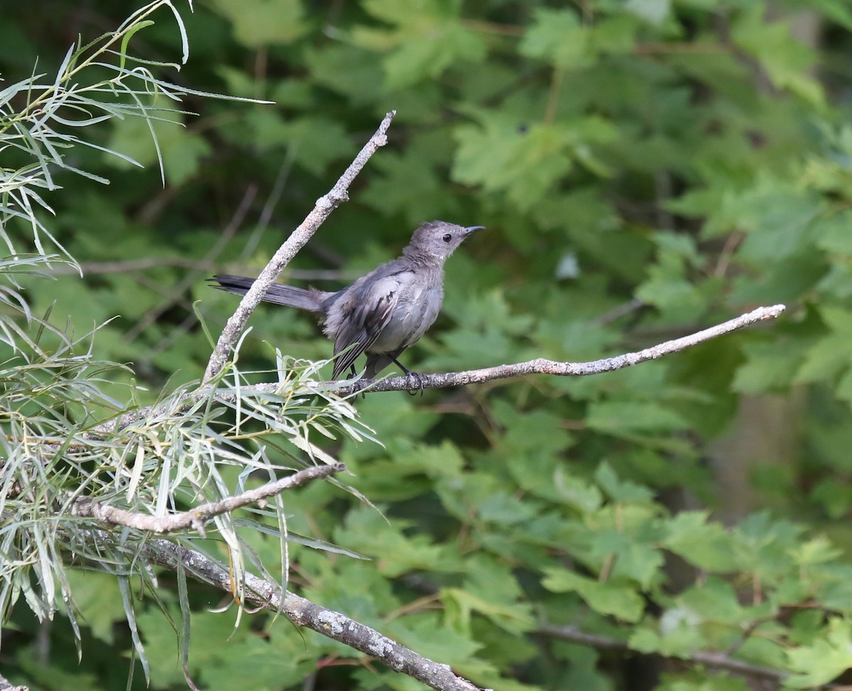 Gray Catbird - ML622572775