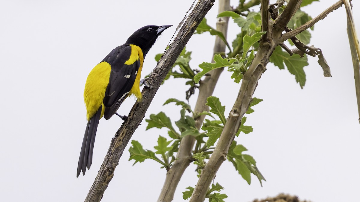 Bar-winged Oriole - ML622572776