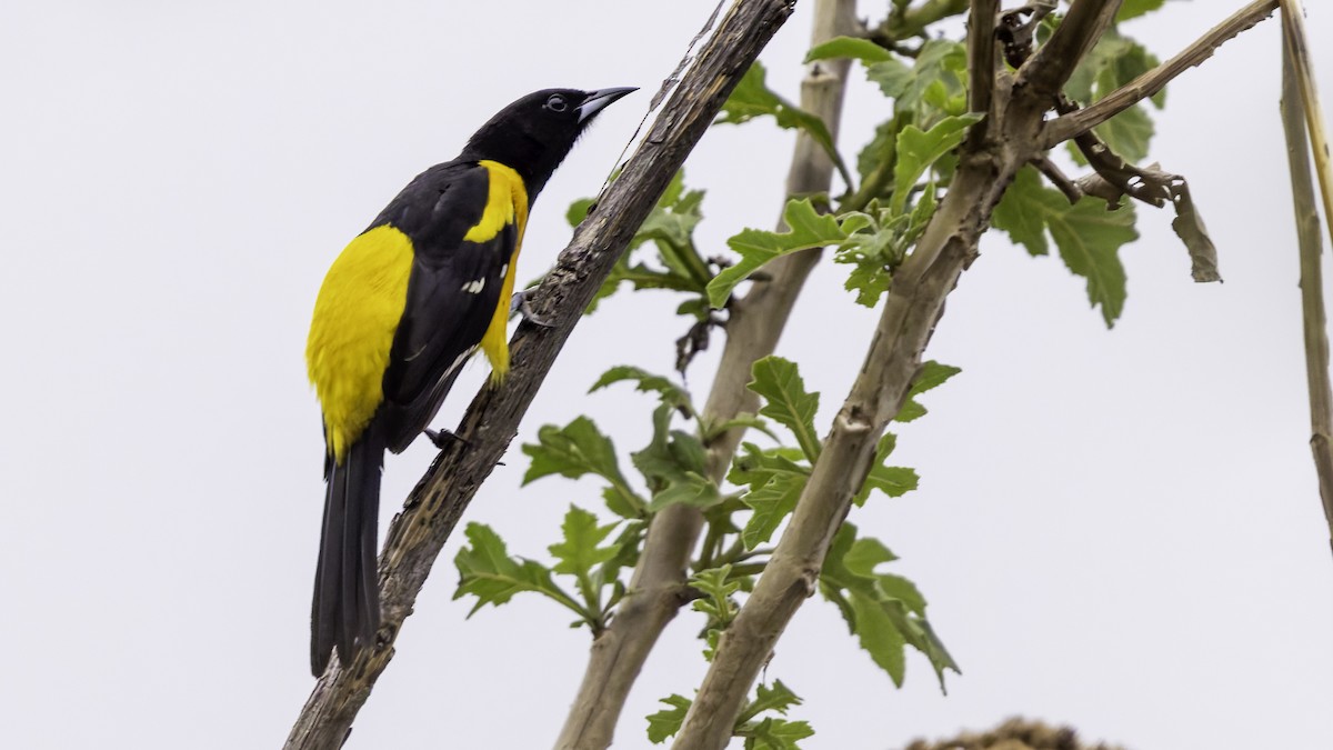 Bar-winged Oriole - ML622572778