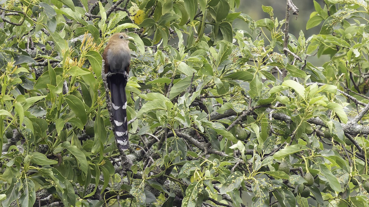 Squirrel Cuckoo (Middle America) - ML622572805