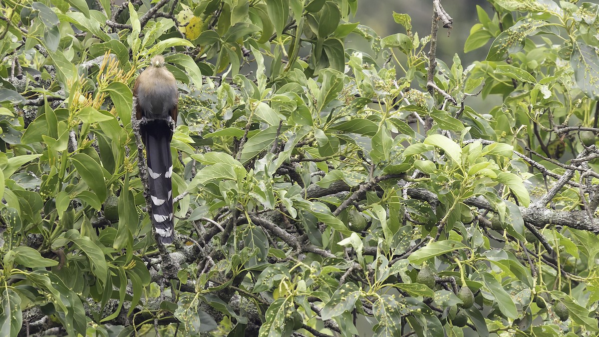 Squirrel Cuckoo (Middle America) - ML622572806