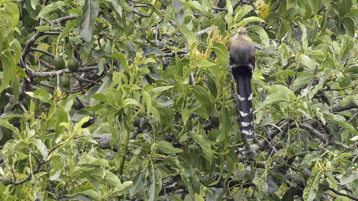 Squirrel Cuckoo (Middle America) - ML622572810