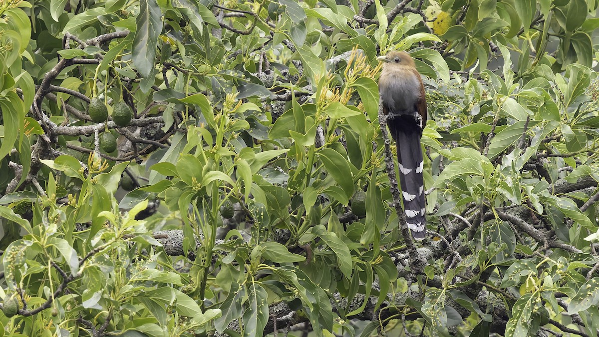 Squirrel Cuckoo (Middle America) - ML622572811