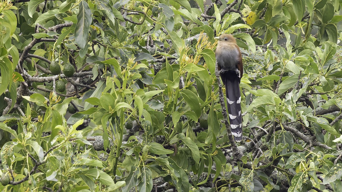 Squirrel Cuckoo (Middle America) - Robert Tizard