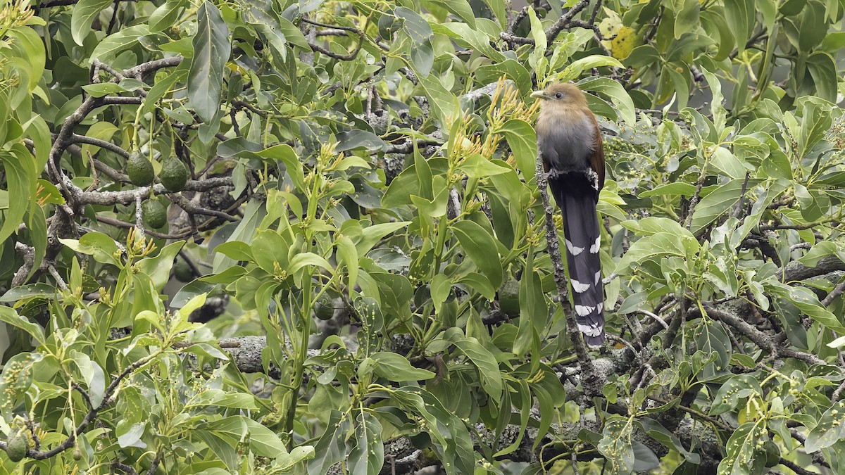 Squirrel Cuckoo (Middle America) - ML622572822