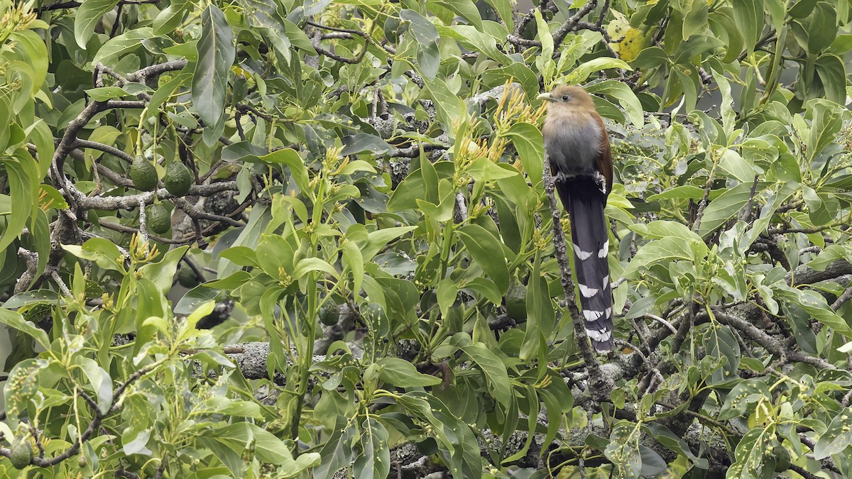 Squirrel Cuckoo (Middle America) - Robert Tizard