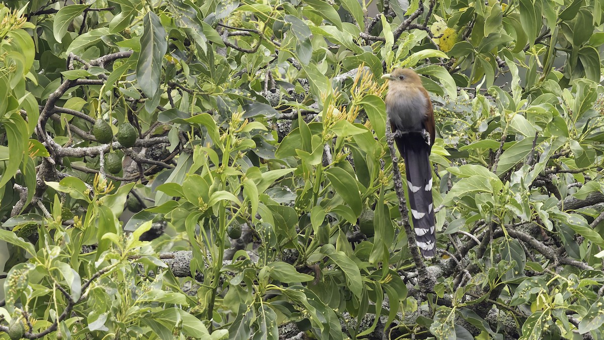 Squirrel Cuckoo (Middle America) - ML622572829