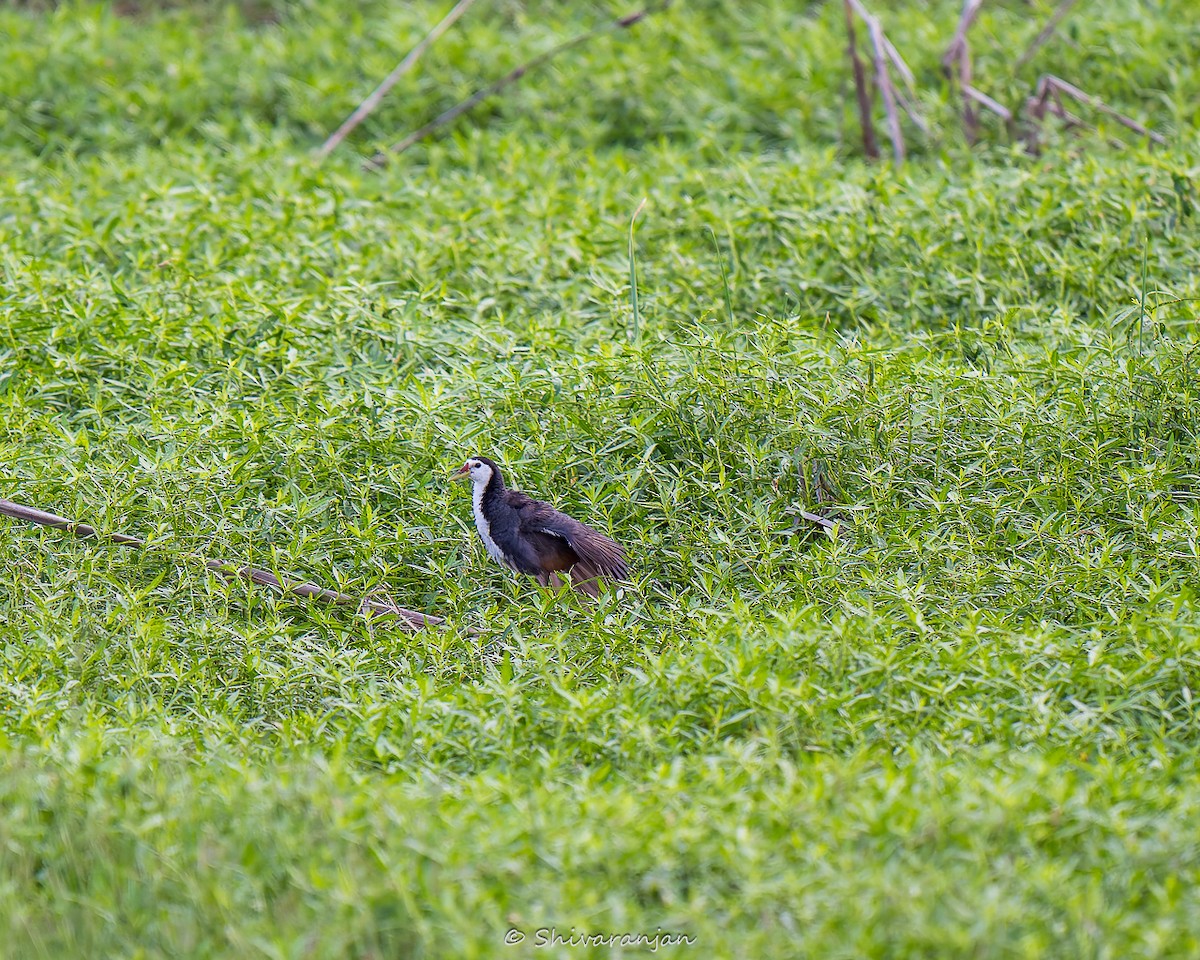 White-breasted Waterhen - ML622572957