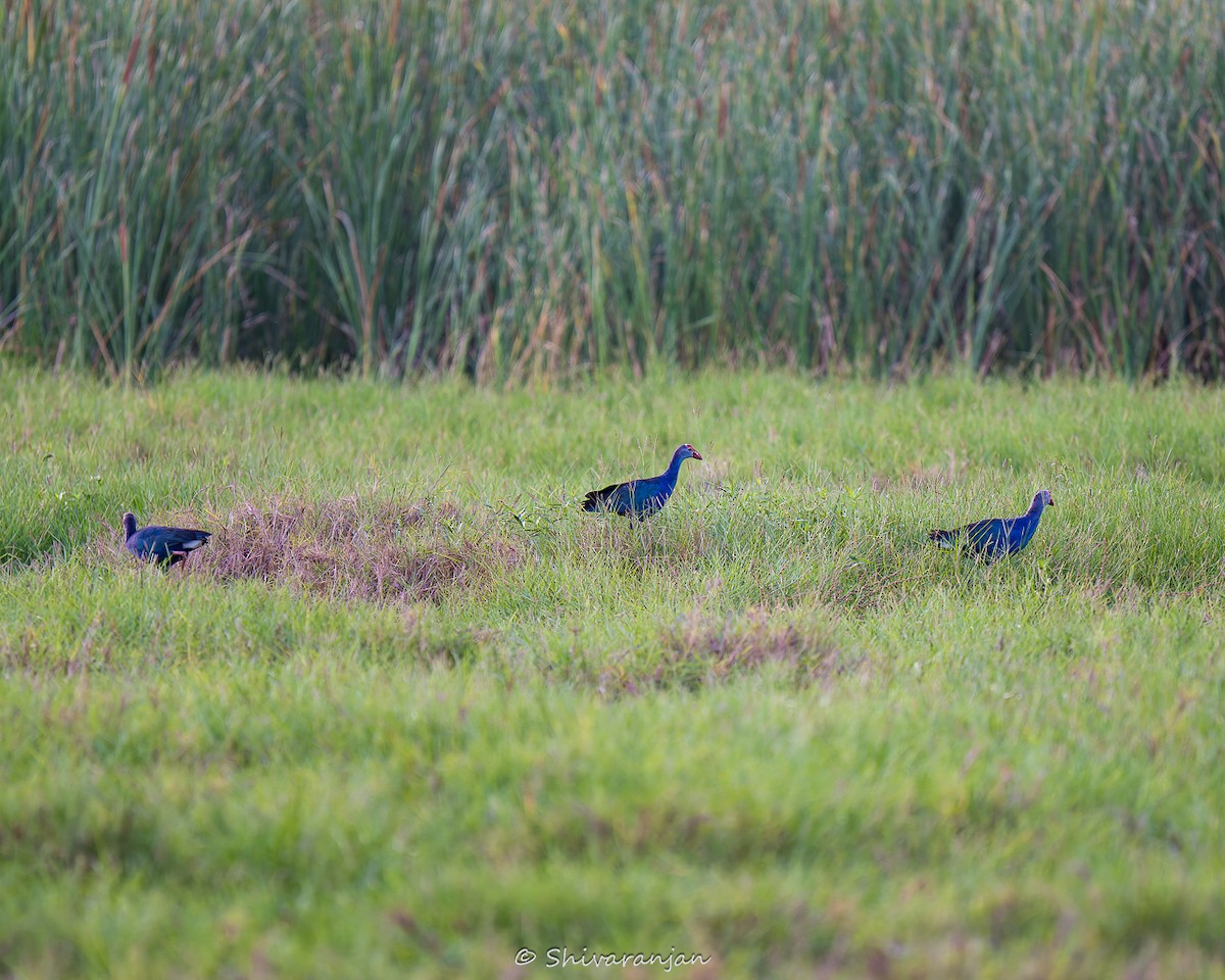 Gray-headed Swamphen - ML622572973